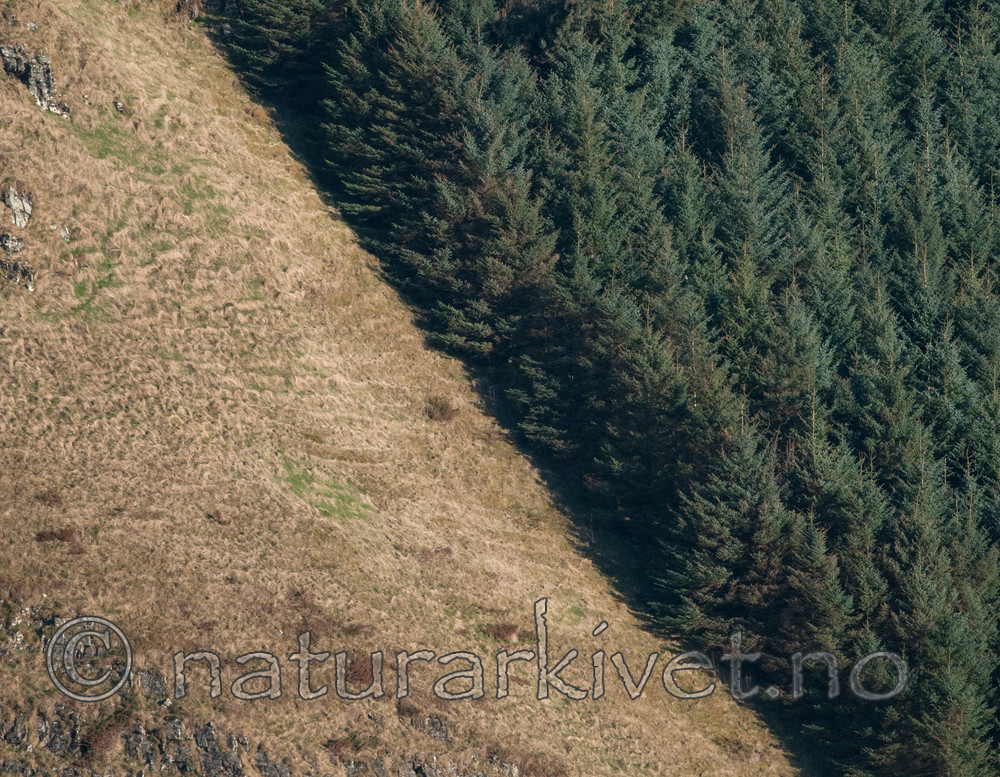 BB 12 0288 / Picea sitchensis / Sitkagran