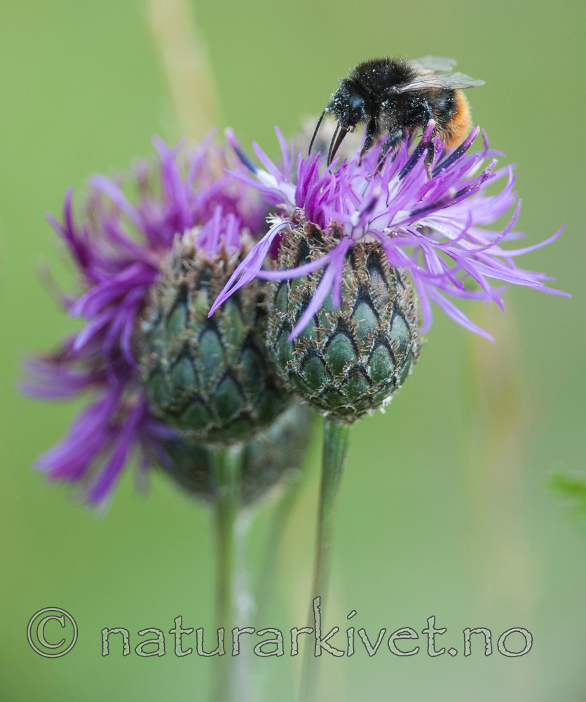 BB 12 0293 / Bombus ruderarius / Gresshumle <br /> Centaurea scabiosa / Fagerknoppurt