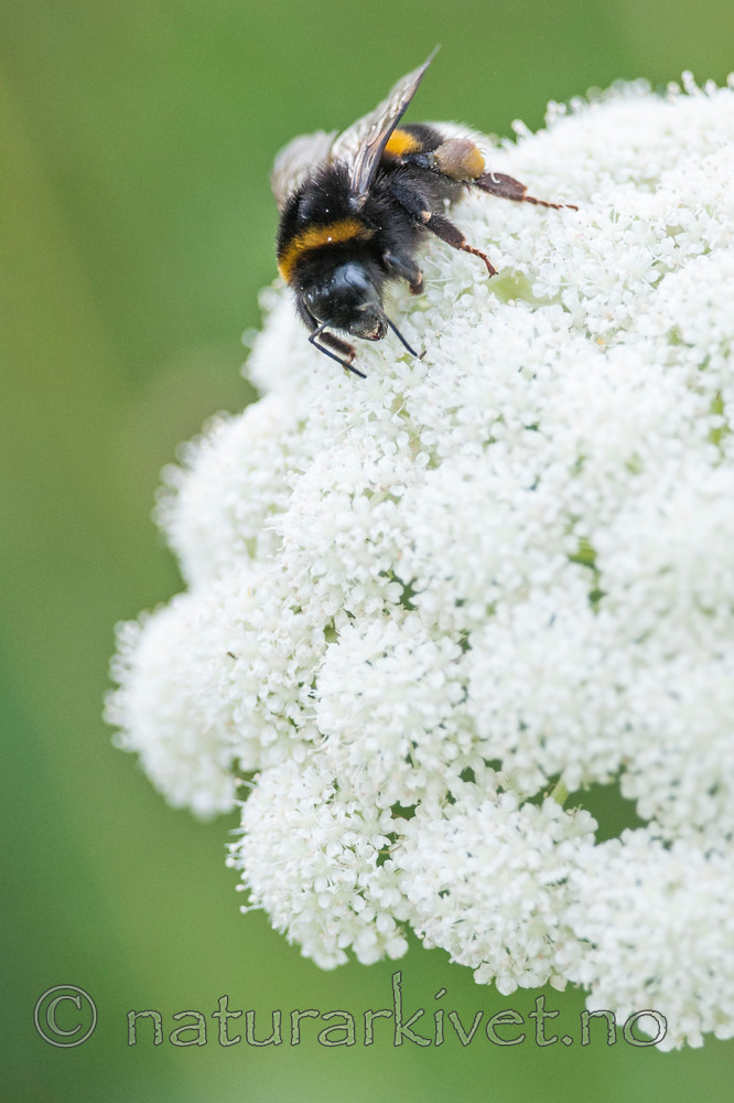 BB 12 0302 / Bombus terrestris / Mørk jordhumle <br /> Seseli libanotis / Hjorterot