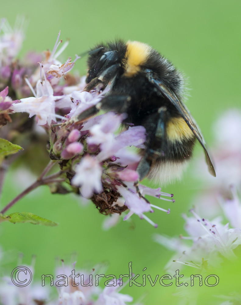 BB 12 0304 / Bombus cryptarum / Kilejordhumle