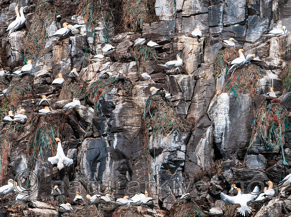 BB 12 0308 / Morus bassanus / Havsule