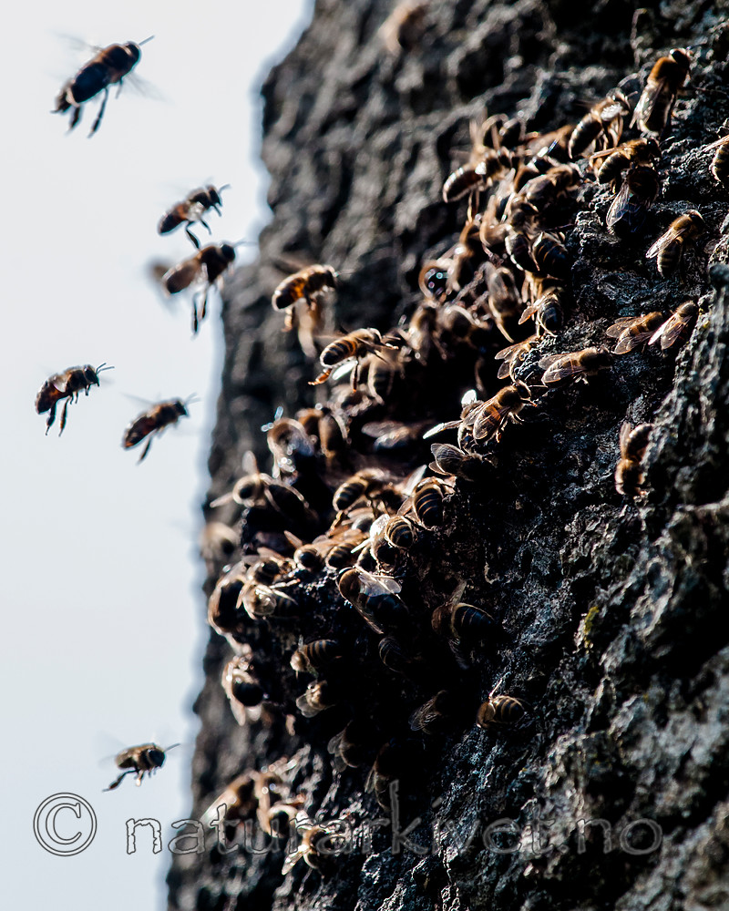 BB 12 0310 / Apis mellifera / Honningbie
