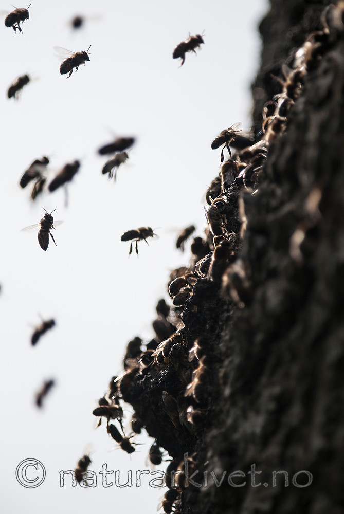 BB 12 0313 / Apis mellifera / Honningbie