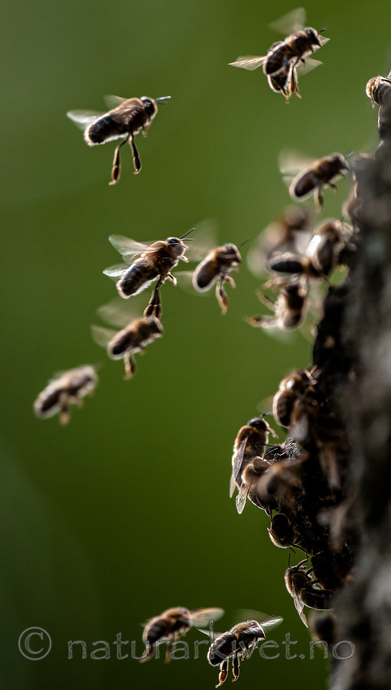 BB 12 0315 / Apis mellifera / Honningbie