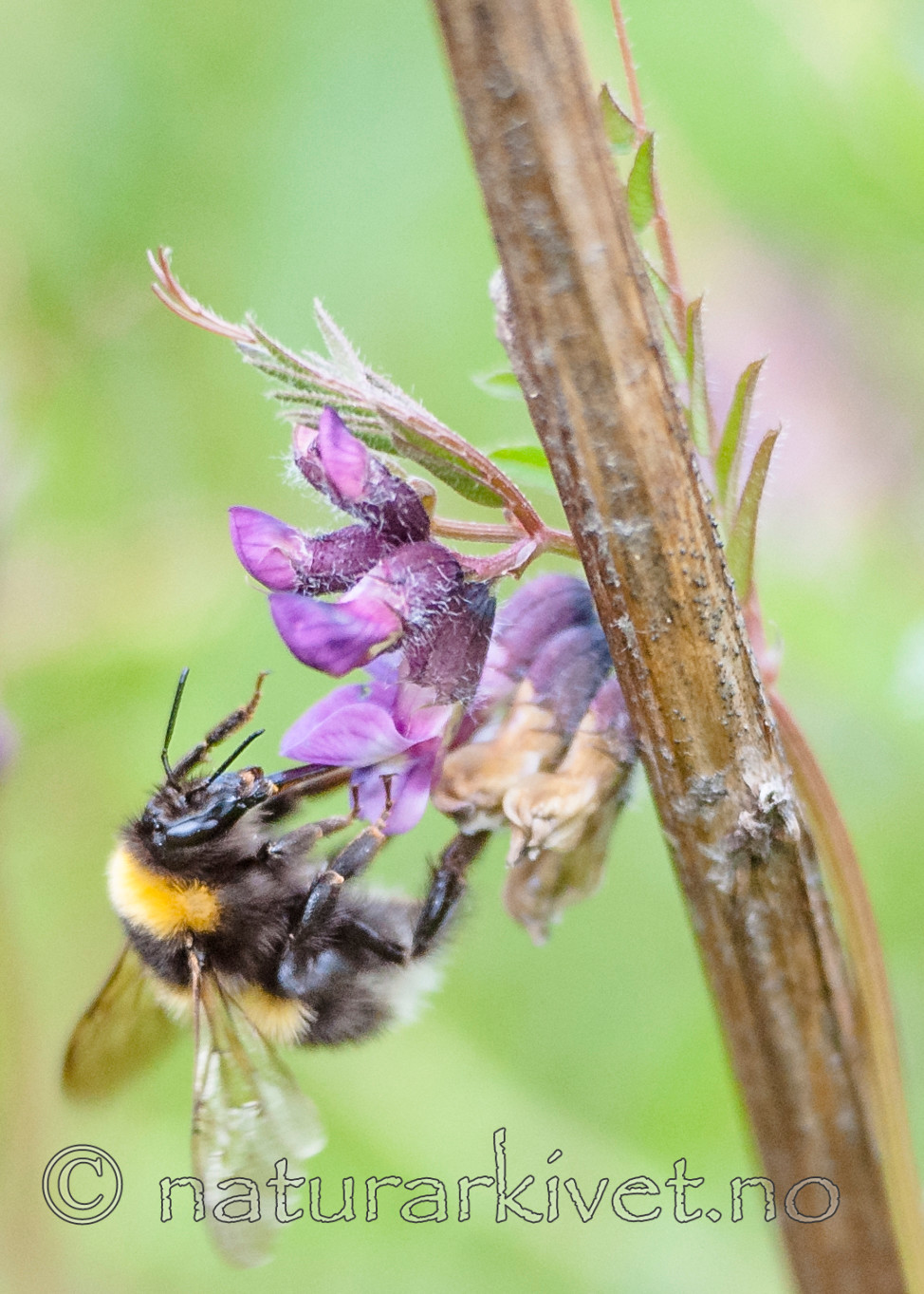 BB 12 0320 / Bombus hortorum / Hagehumle <br /> Vicia sepium / Gjerdevikke