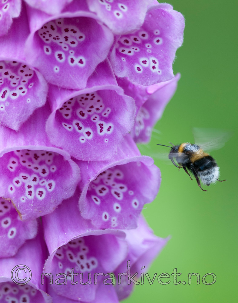 BB 12 0325 / Bombus hortorum / Hagehumle <br /> Digitalis purpurea / Revebjelle