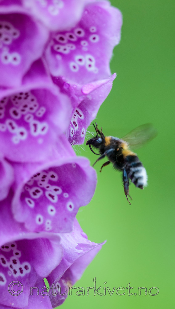 BB 12 0326 / Bombus hortorum / Hagehumle <br /> Digitalis purpurea / Revebjelle