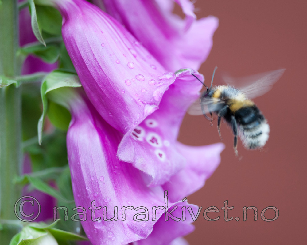 BB 12 0327 / Bombus hortorum / Hagehumle <br /> Digitalis purpurea / Revebjelle