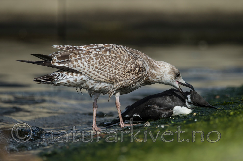 BB 12 0339 / Larus argentatus / Gråmåke <br /> Uria aalge / Lomvi