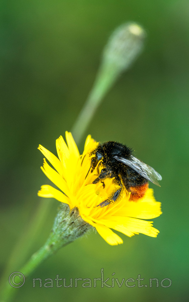 BB 12 0342 / Bombus lapidarius / Steinhumle <br /> Scorzoneroides autumnalis / Føllblom
