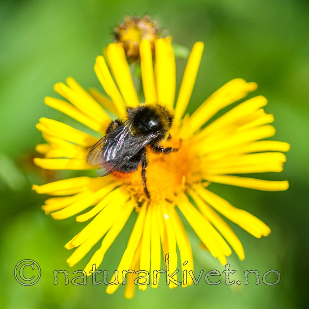BB 12 0347 / Bombus lapidarius / Steinhumle <br /> Inula salicina / Krattalant
