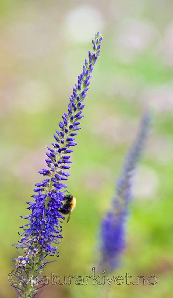 BB 12 0350 / Bombus pascuorum / åkerhumle