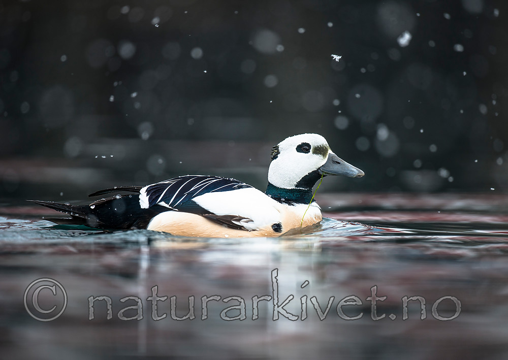 BB 12 0371 / Polysticta stelleri / Stellerand