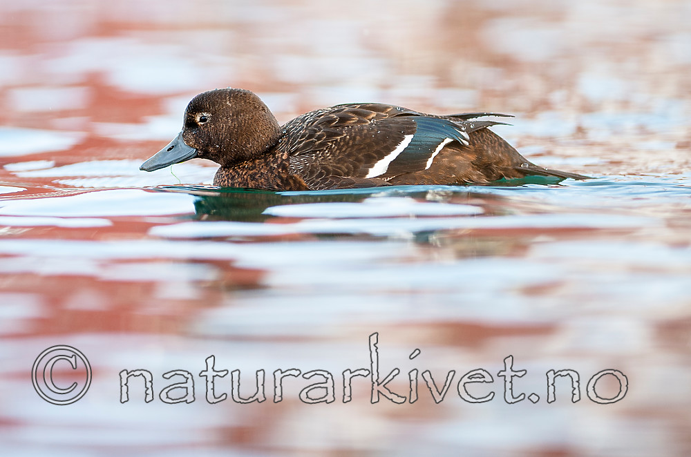 BB 12 0374 / Polysticta stelleri / Stellerand