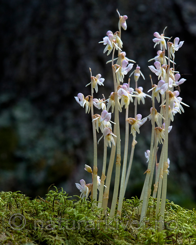 BB 12 0381 / Epipogium aphyllum / Huldreblom