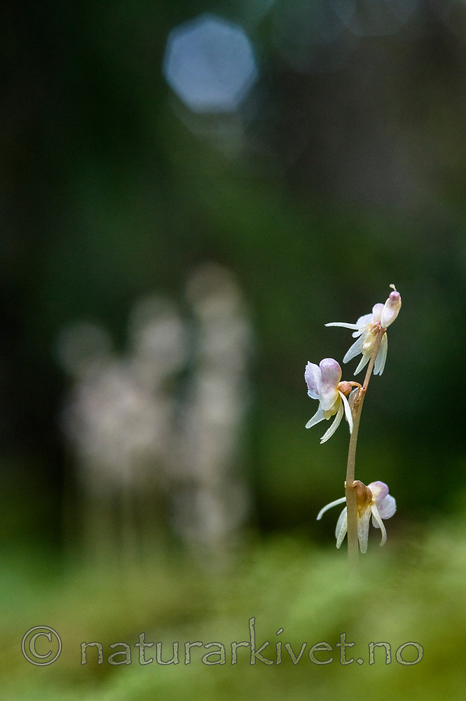 BB 12 0383 / Epipogium aphyllum / Huldreblom