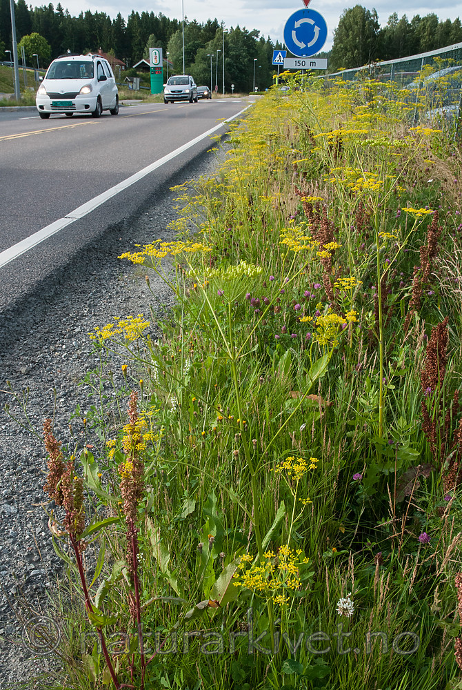 BB 12 0390 / Pastinaca sativa / Pastinakk <br /> Pastinaca sativa hortensis / Hagepastinakk <br /> Rumex longifolius / Høymol <br /> Trifolium pratense / Rødkløver