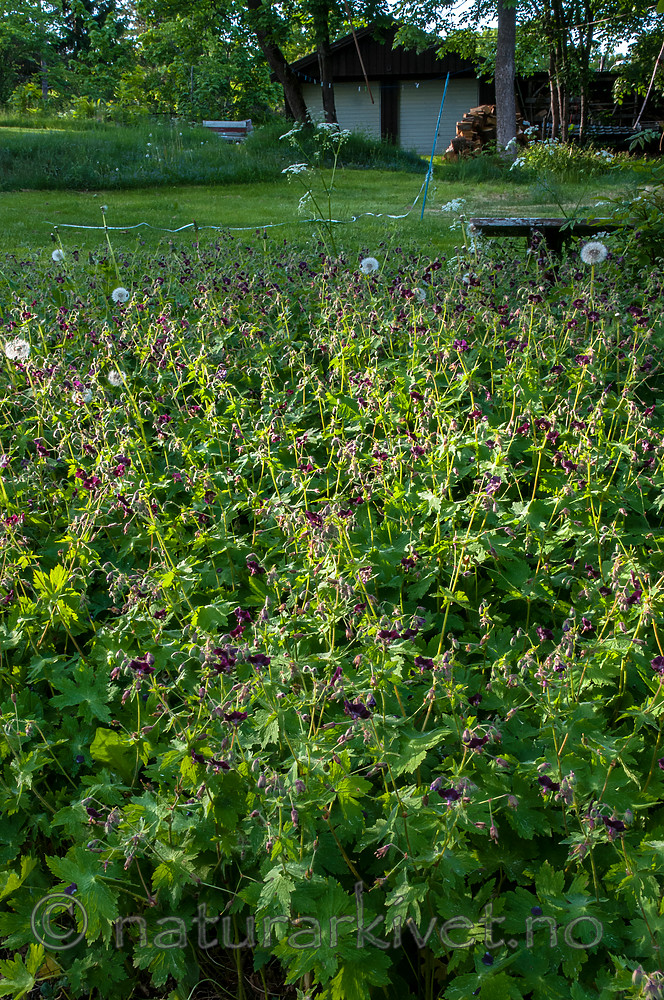 BB 12 0393 / Geranium phaeum / Brunstorkenebb