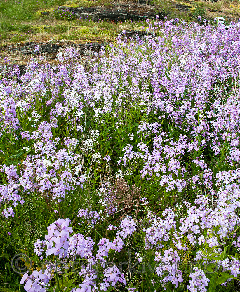 BB 12 0397 / Hesperis matronalis / Dagfiol