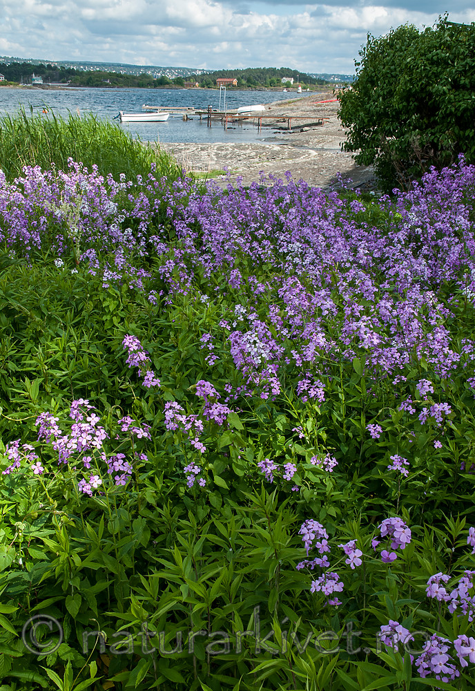 BB 12 0399 / Hesperis matronalis / Dagfiol <br /> Solidago canadensis / Kanadagullris