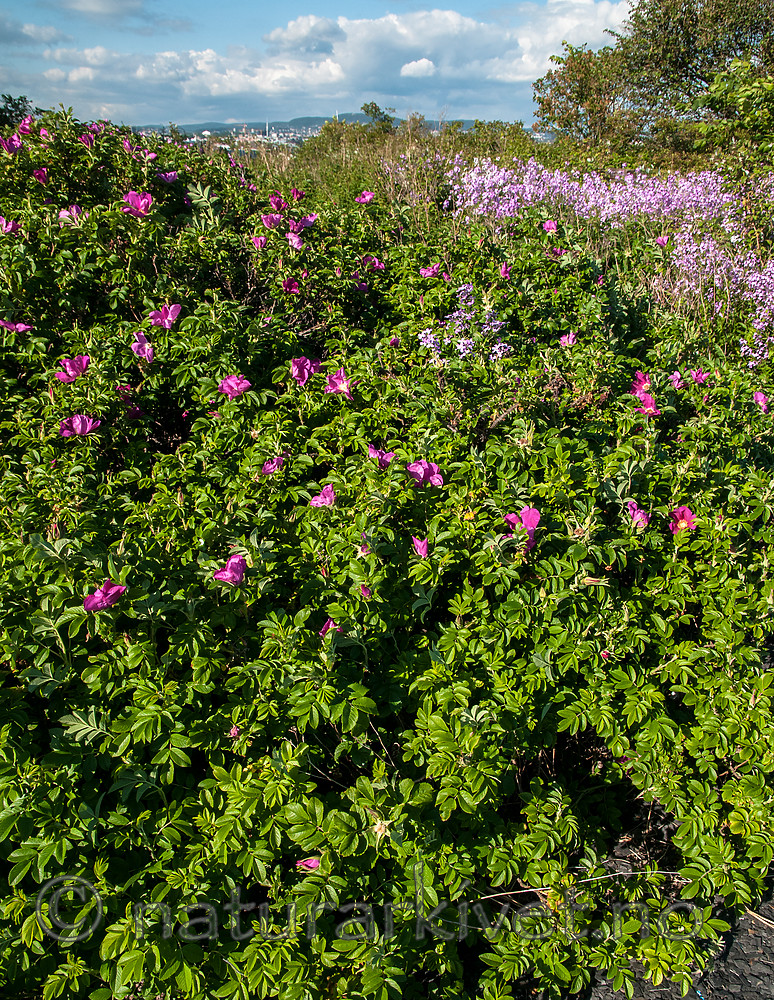 BB 12 0400 / Hesperis matronalis / Dagfiol <br /> Rosa rugosa / Rynkerose