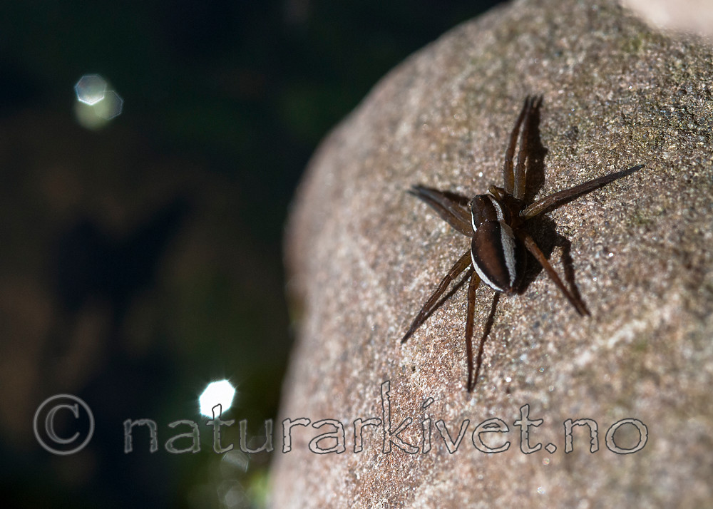 BB 12 0402 / Dolomedes fimbriatus