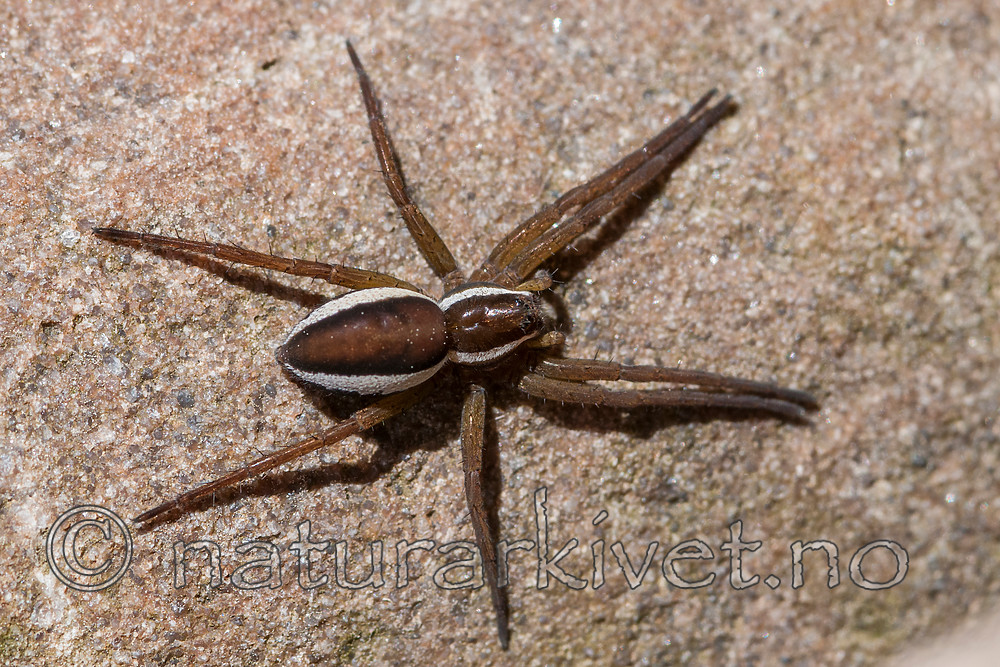 BB 12 0403 / Dolomedes fimbriatus