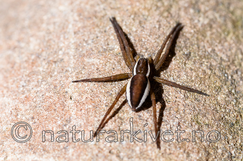 BB 12 0404 / Dolomedes fimbriatus
