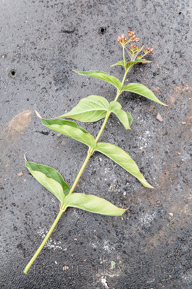 BB 12 0407 / Vincetoxicum rossicum / Russesvalerot