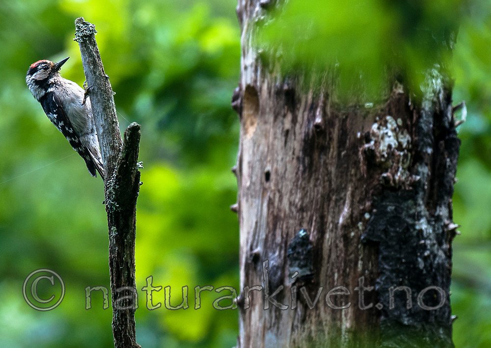 BB 12 0408 / Betula pubescens / Bjørk <br /> Dendrocopos minor / Dvergspett