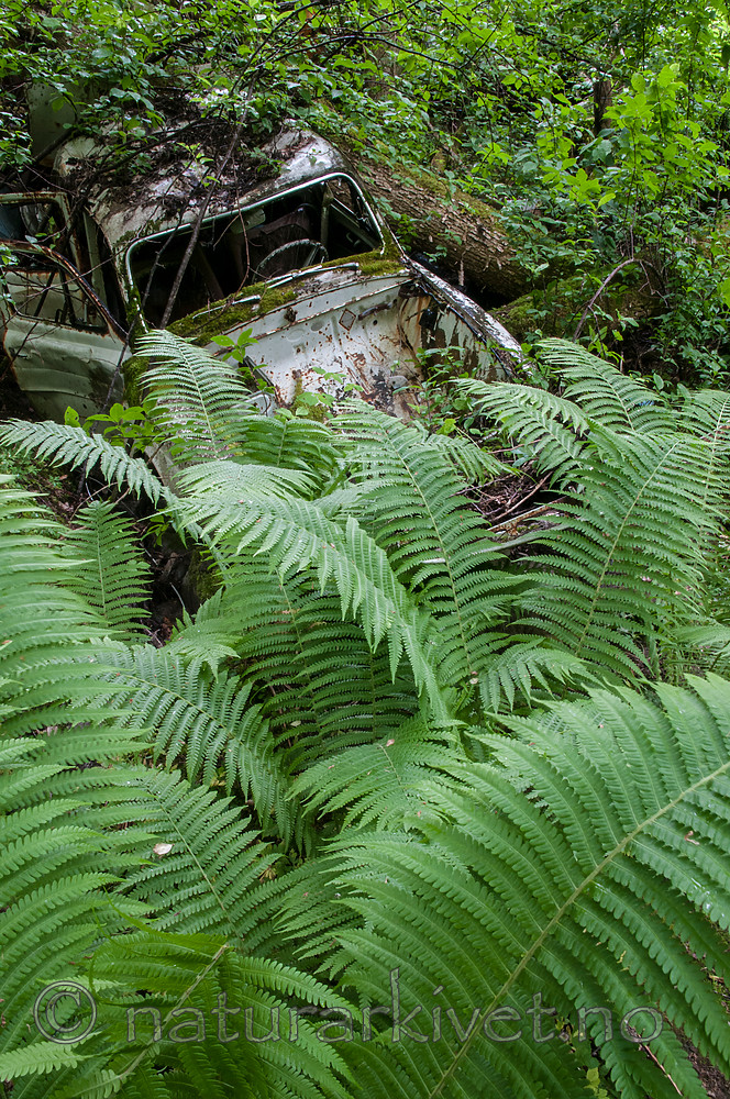 BB 12 0412 / Matteuccia struthiopteris / Strutseving