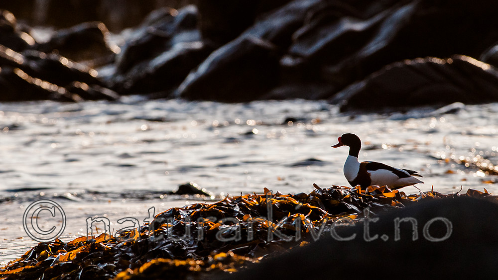 BB 12 0413 / Tadorna tadorna / Gravand