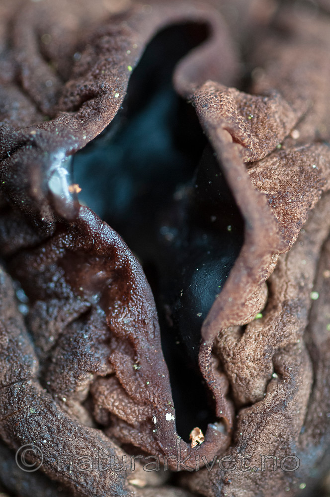 BB 12 0416 / Sarcosoma globosum / Svartgubbe