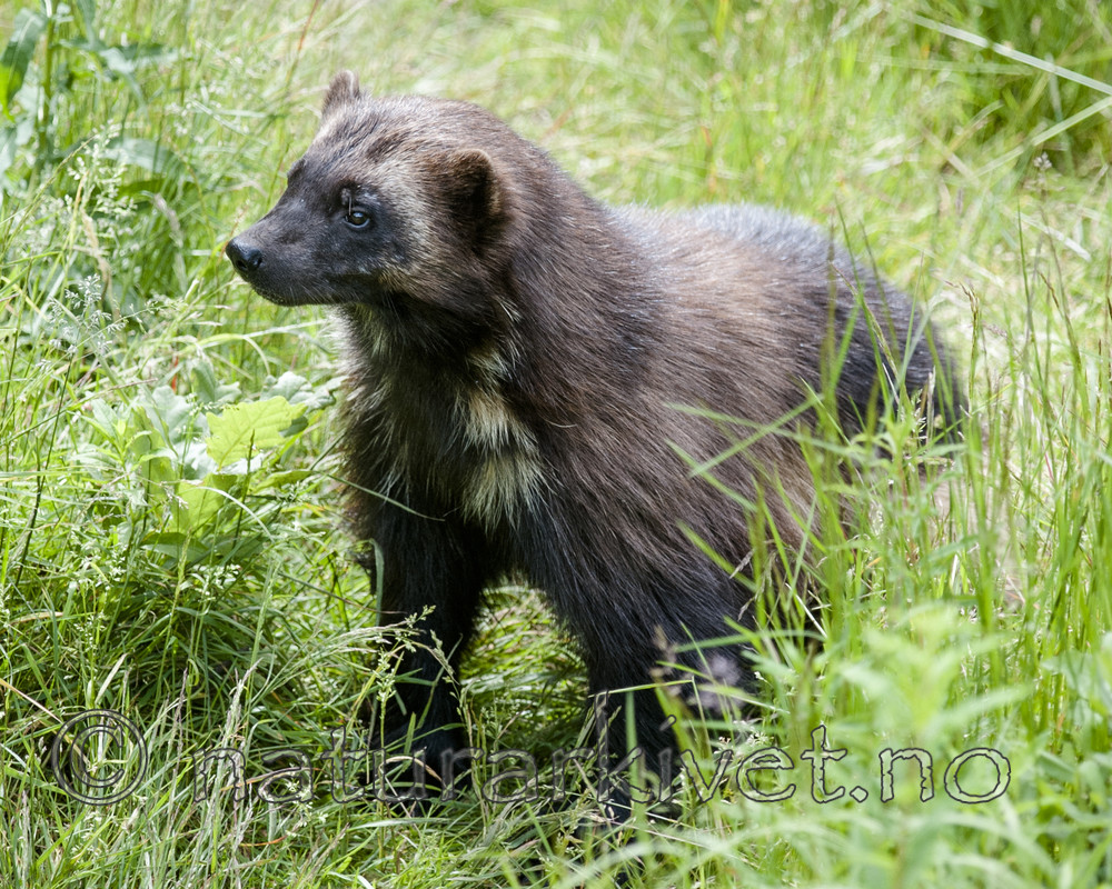 BB 12 0424 / Gulo gulo / Jerv