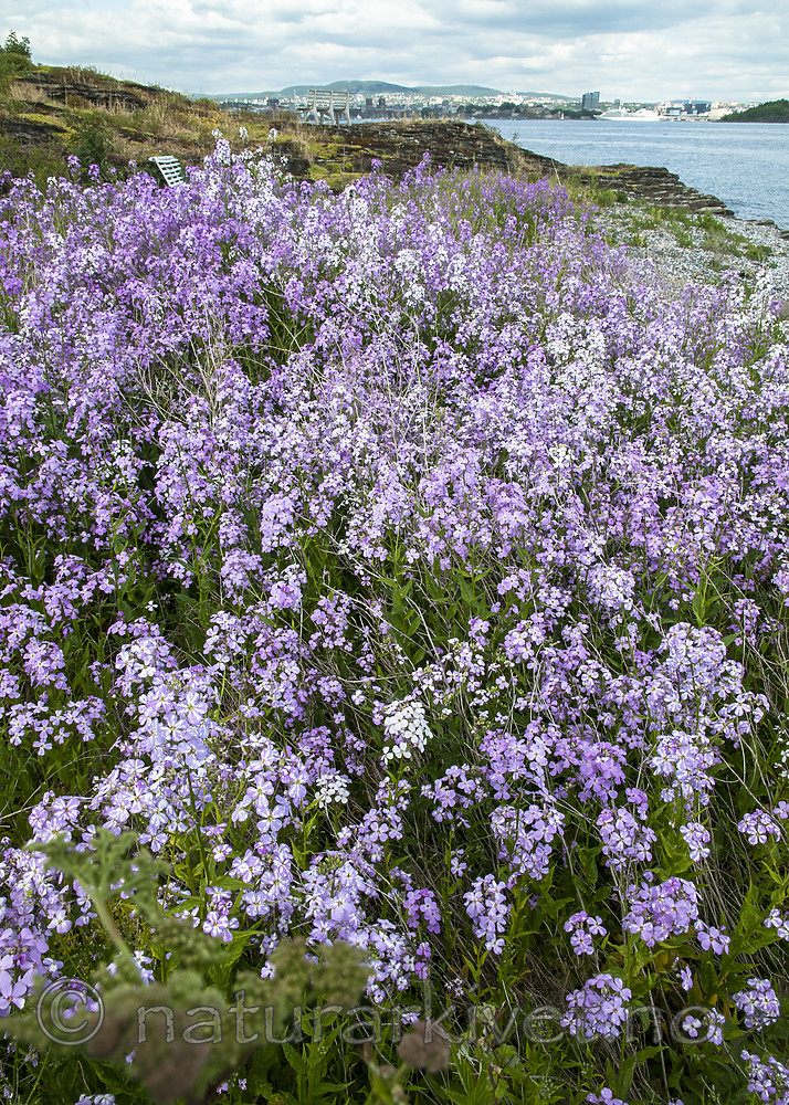 BB 12 0442 / Hesperis matronalis / Dagfiol