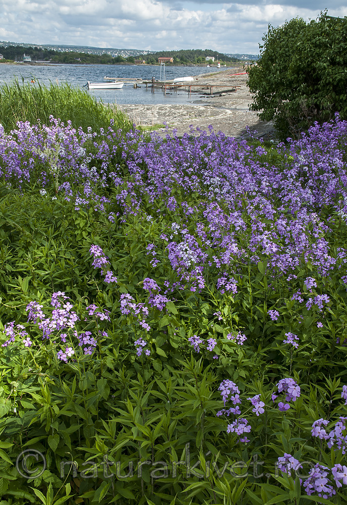BB 12 0443 / Hesperis matronalis / Dagfiol <br /> Solidago canadensis / Kanadagullris
