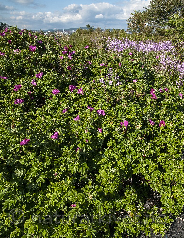 BB 12 0444 / Hesperis matronalis / Dagfiol <br /> Rosa rugosa / Rynkerose