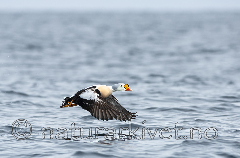 BB 12 0452 / Somateria spectabilis / Praktærfugl