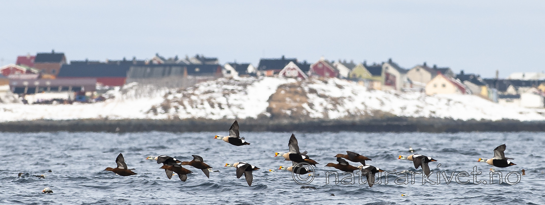 BB 12 0453 / Somateria spectabilis / Praktærfugl