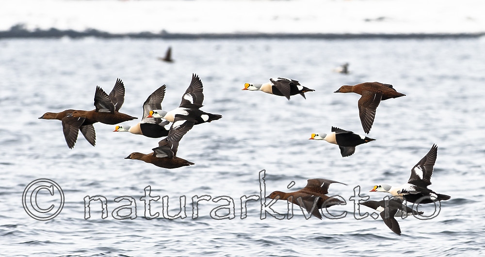 BB 12 0454 / Somateria spectabilis / Praktærfugl <br /> Uria aalge / Lomvi