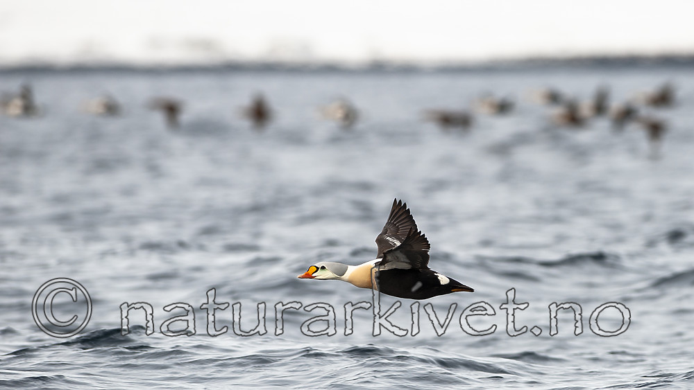 BB 12 0457 / Somateria spectabilis / Praktærfugl