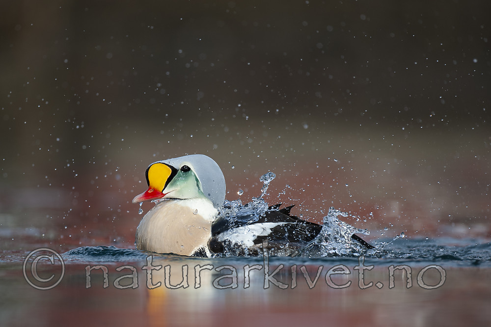 BB 12 0475 / Somateria spectabilis / Praktærfugl