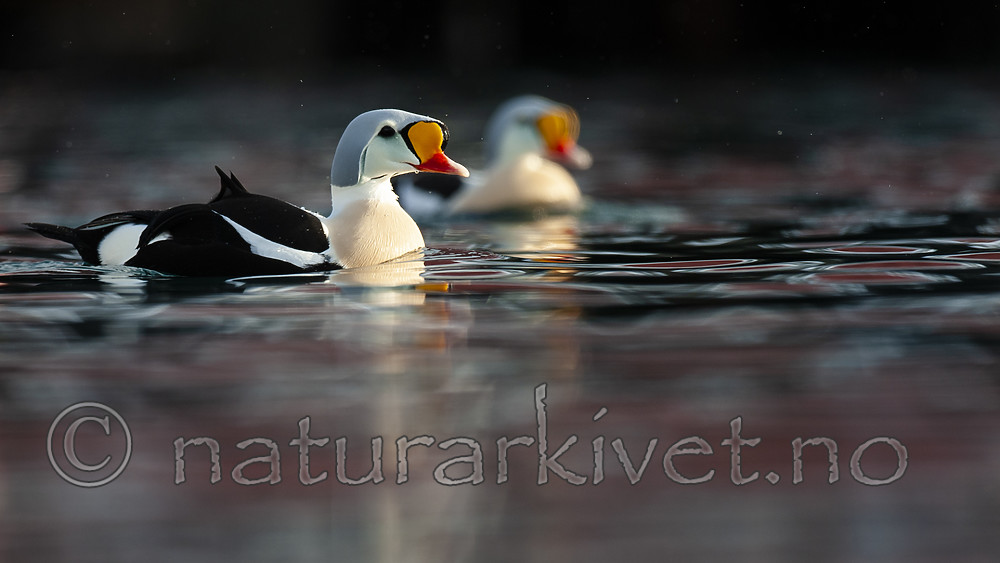 BB 12 0477 / Somateria spectabilis / Praktærfugl