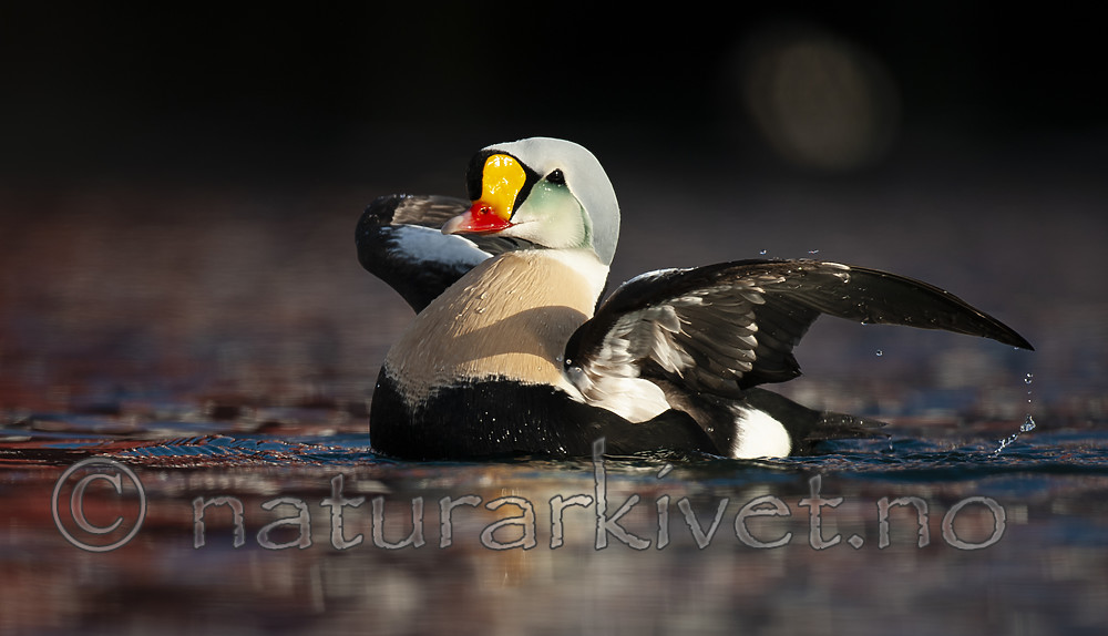 BB 12 0478 / Somateria spectabilis / Praktærfugl