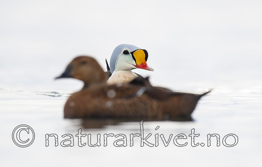 BB 12 0482 / Somateria spectabilis / Praktærfugl