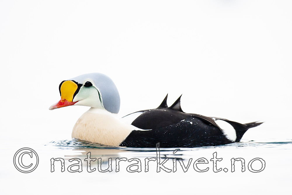 BB 12 0484 / Somateria spectabilis / Praktærfugl