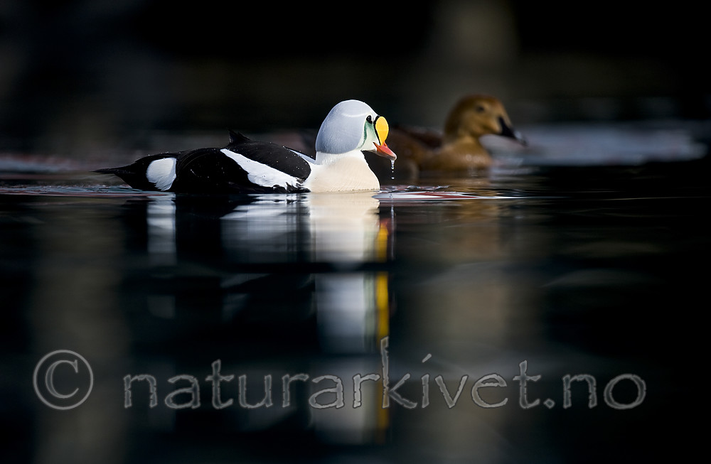 BB 12 0490 / Somateria spectabilis / Praktærfugl