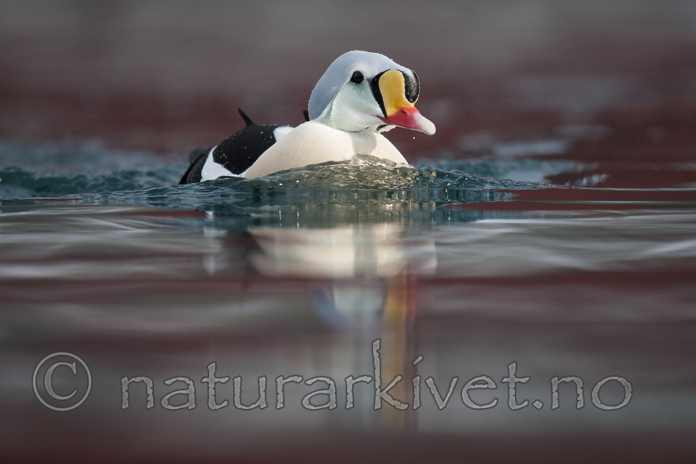 BB 12 0492 / Somateria spectabilis / Praktærfugl