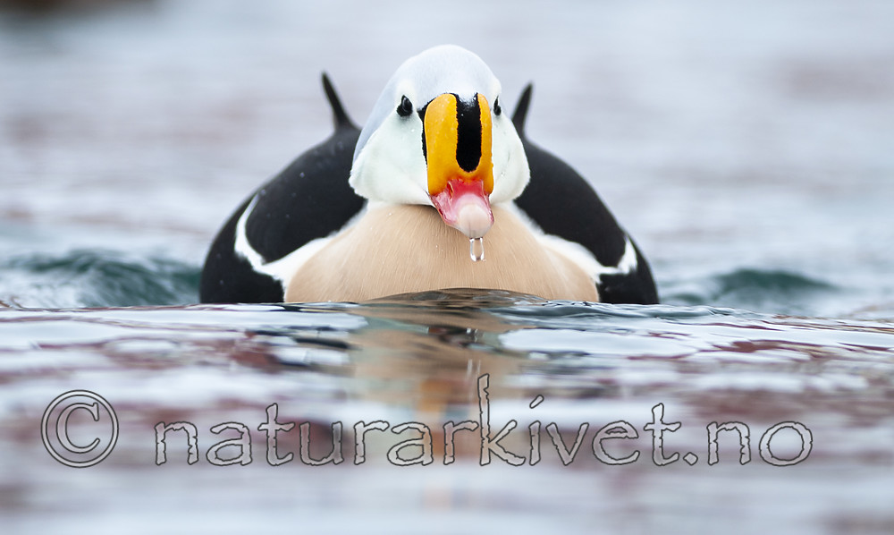 BB 12 0493 / Somateria spectabilis / Praktærfugl