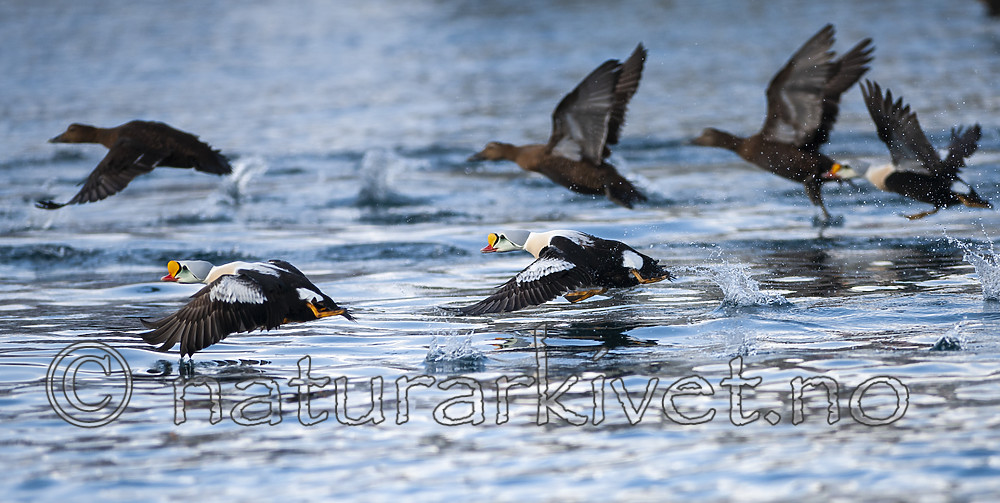 BB 12 0498 / Somateria spectabilis / Praktærfugl